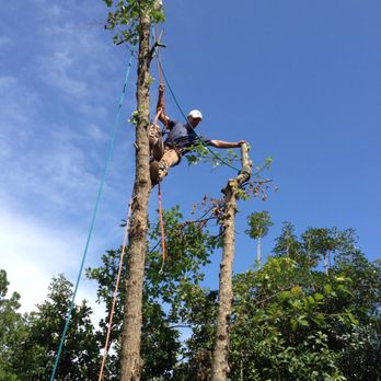 Southern Tree Surgery - Tree Services Near Me - Ocean Springs, Mississippi Southern Tree Surgery - Tree Services Near Me - Ocean Springs, Mississippi