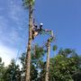 Photo of Southern Tree Surgery