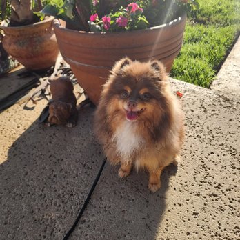 Top Performance Dog Training - Luca is so happy to be training with Maria! - Pet Training Near Me