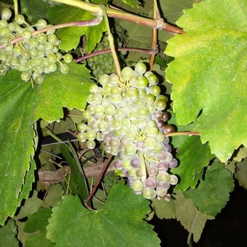 Messina Hof Winery - Wine Tours Near Me - Bryan, Texas Messina Hof Winery - Wine Tours Near Me - Bryan, Texas