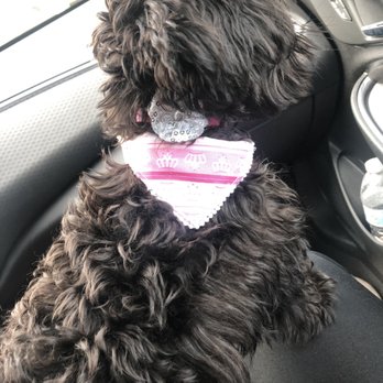 Kibbles 'n Gifts - Gypsy wearing new Bandanna !! - Pet Stores Near Me - Half Moon Bay, California