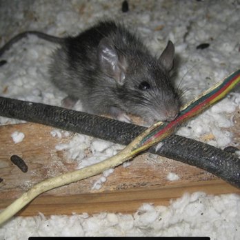 T and G Group Pest Control - Pest Control Near Me T and G Group Pest Control - Pest Control Near Me