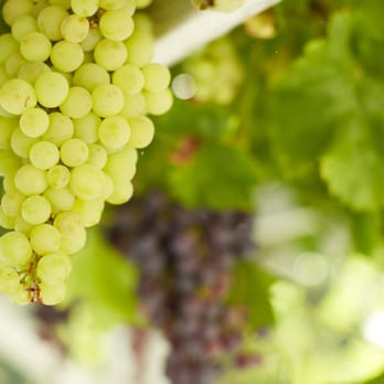 Hecker Pass Winery - They've got grapes! - Wineries Near Me - Gilroy, California