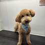 Photo of Dirty Critters Mobile Dog Grooming
