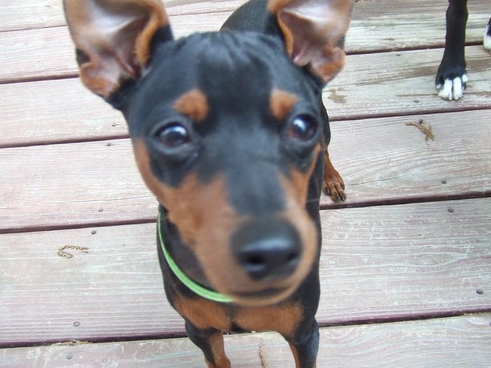 TLC K9 MASSAGE AND TRAINING 213 Perry Farms Dr, Apex, North Carolina