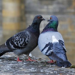 Goldshot Exterminating - We specialize in GUARANTEED Pigeon Control/Removal and can solve any pigeon problem. Pigeon netting, spikes, trapping and much more...
