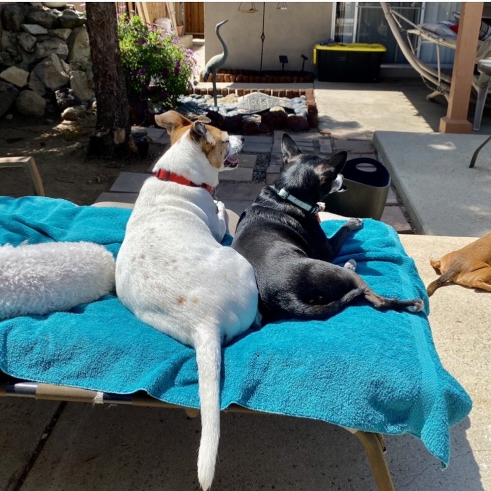 Newbury Bark - Sun bathing time - Pet Sitting Near Me Newbury Bark - Sun bathing time - Pet Sitting Near Me