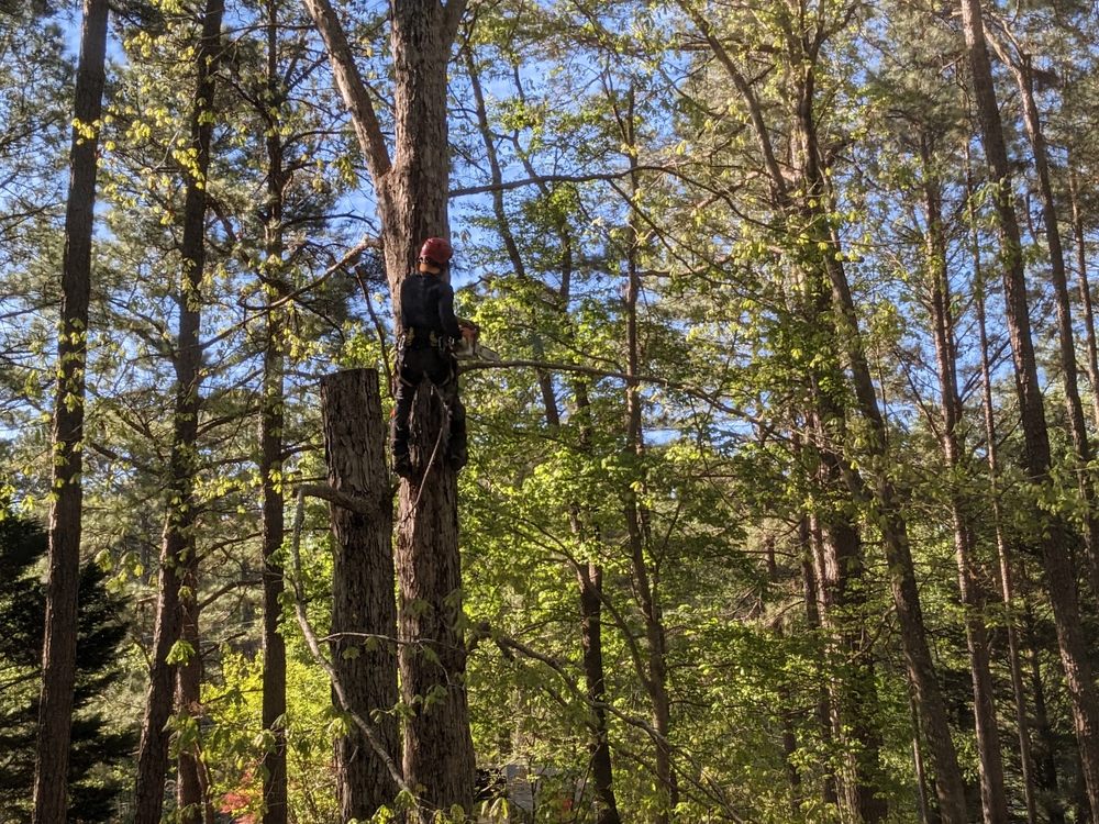 Dolley Tree Service And Landscaping Co. - tree service in Raleigh, NC