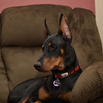 Pines Meadow Veterinary Clinic - Doberman Pinscher, Mickey Venturi - Veterinarians Near Me - Oregon, Illinois Pines Meadow Veterinary Clinic - Doberman Pinscher, Mickey Venturi - Veterinarians Near Me - Oregon, Illinois