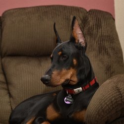 Pines Meadow Veterinary Clinic - Doberman Pinscher, Mickey Venturi