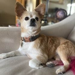 Bark R' Boutique - the Cat's Meow - She looks great