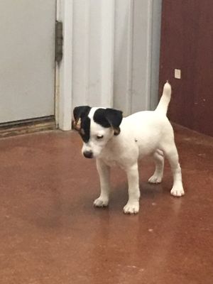 dukes legacy jack russell terriers