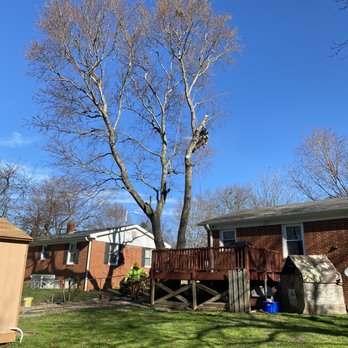 Fonville Tree Service - Tree Services Near Me - Wake Forest, North Carolina Fonville Tree Service - Tree Services Near Me - Wake Forest, North Carolina
