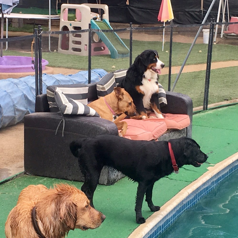 Newbury Bark - Pet Sitting Near Me Newbury Bark - Pet Sitting Near Me