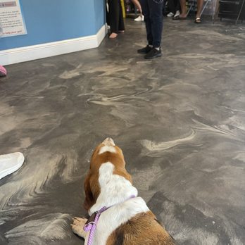 Harmony Vet Care - Inside - Veterinarians Near Me - Tampa, Florida Harmony Vet Care - Inside - Veterinarians Near Me - Tampa, Florida