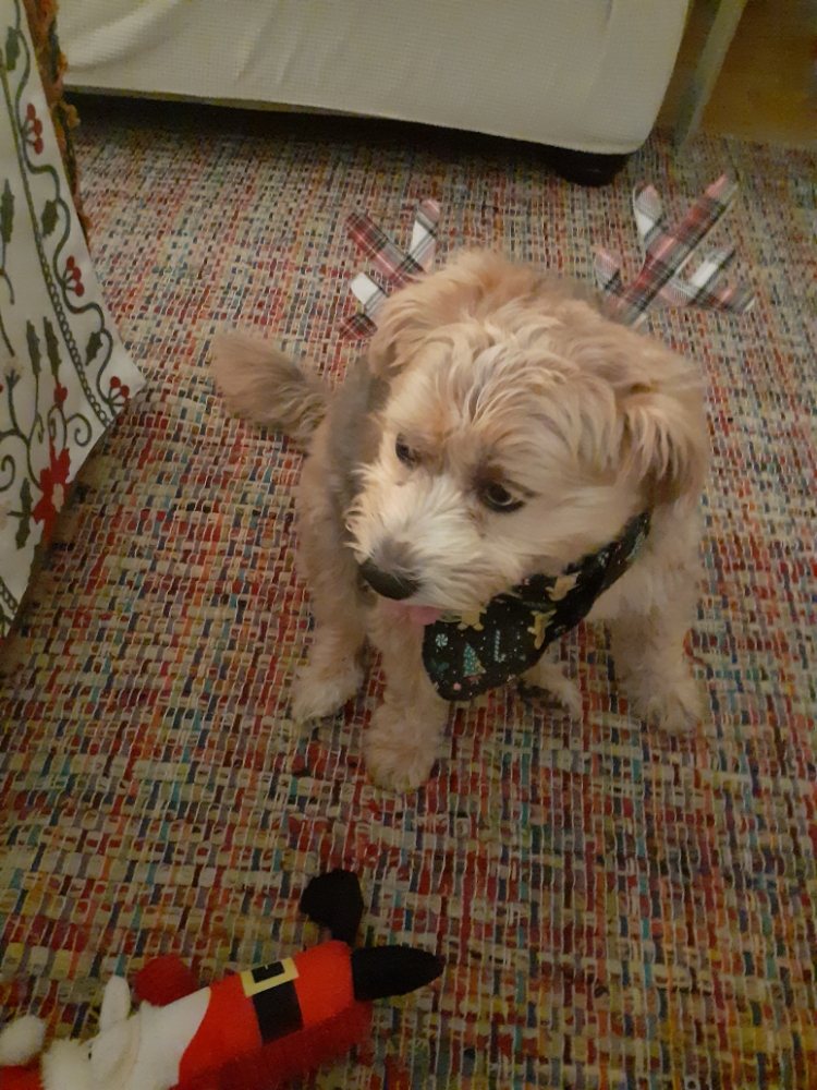 PAWS AND CLAWS PET SITTING Updated June 2024 Request Information