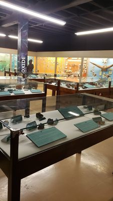 Hastings Museum by null