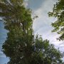 Photo of Massey's Tree's & More