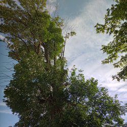 Massey's Tree's & More