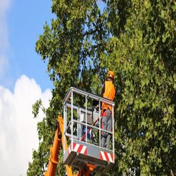 Shaw's Tree Service