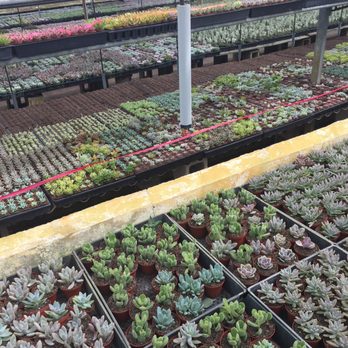 Florida Cactus - Nurseries & Gardening Near Me - Apopka, Florida Florida Cactus - Nurseries & Gardening Near Me - Apopka, Florida