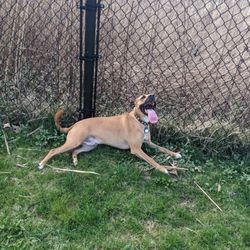 Danbury Dog Park