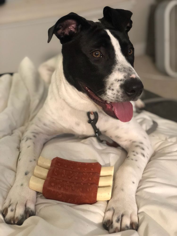 LAGUNA VETERINARY HOSPITAL Updated August 2024 18 Photos & 68