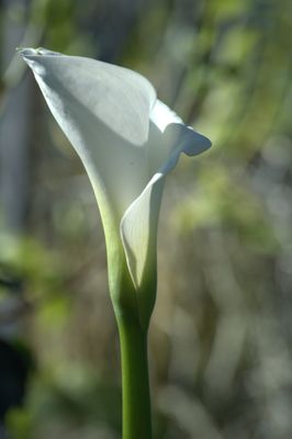 ABQ BioPark - Botanic Garden by null