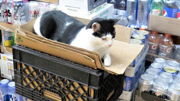 206 Newstand Corporation