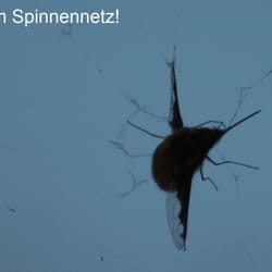 Wollschweber