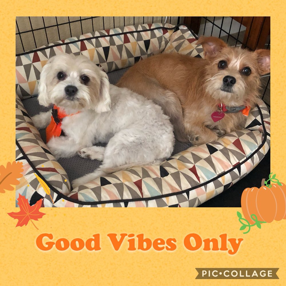 THE FURRY AND THE FABULOUS PET GROOMING 35 Photos La Verne, CA Yelp