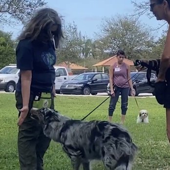 PlayTrain Positive Dog Training - Pet Training Near Me