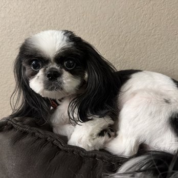 Cali Pets - Shih Tzu - Pet Groomers Near Me - San Marcos, California Cali Pets - Shih Tzu - Pet Groomers Near Me - San Marcos, California