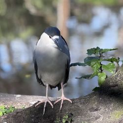 Flamingo Gardens - Black Crowned Night Heron