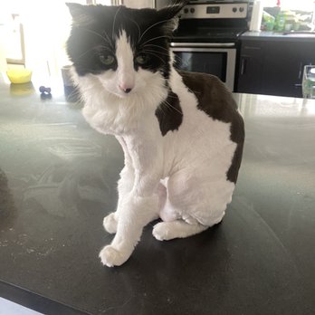 Cateau Marmont - Pet Sitting Near Me - Burbank, California Cateau Marmont - Pet Sitting Near Me - Burbank, California
