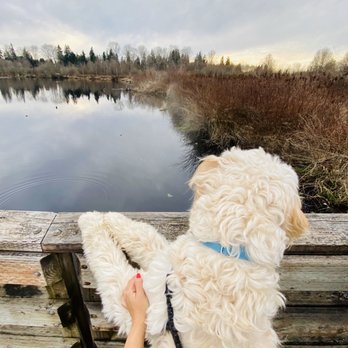 Lake Hills Greenbelt - Baci and the big lake :) - Parks Near Me - Bellevue, Washington Lake Hills Greenbelt - Baci and the big lake :) - Parks Near Me - Bellevue, Washington