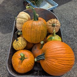Helens Greenhouses & Flower Farm