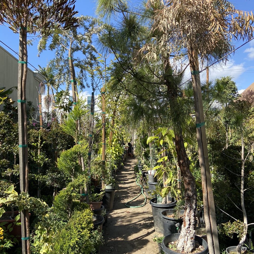 Gonzalez Nursery - Nurseries & Gardening Near Me - Monrovia, California