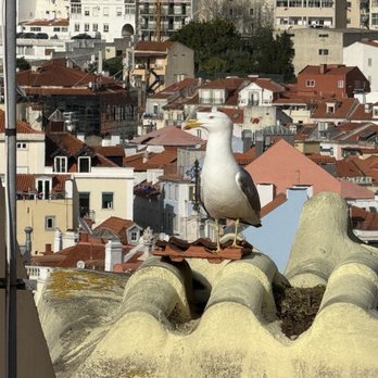Lisboa Pessoa Hotel - A curious visitor - Hotels Near Me - Lisbon, 11