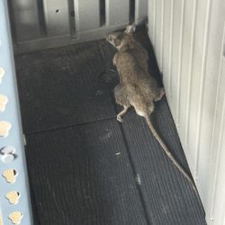 Frontline Pest Protection