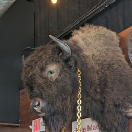 Bison! Bison!