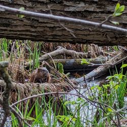 Bubolz Nature Preserve - A muskrat hanging out in some water right off of Four Seasons trail.