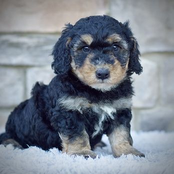 TOP DOGZ - Updated December 2025 - 140 Photos & 12 Reviews - San