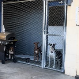 My pups waiting for me at the gate! :-) so cute they made friends