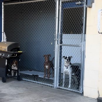 Happy Tails Inn - My pups waiting for me at the gate! :-) so cute they made friends - Pet Groomers Near Me - Van Nuys, California Happy Tails Inn - My pups waiting for me at the gate! :-) so cute they made friends - Pet Groomers Near Me - Van Nuys, California