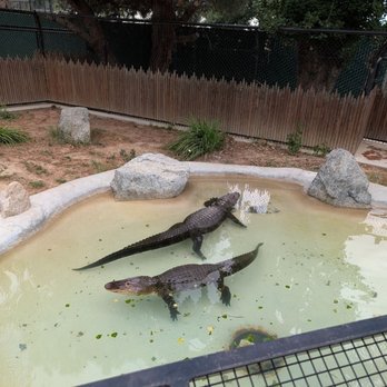 Monterey Zoo - Alligators - Zoos Near Me - Salinas, California Monterey Zoo - Alligators - Zoos Near Me - Salinas, California