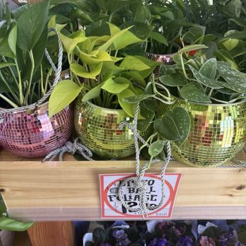 Trader Joes - Disco  plant - Grocery Near Me - Tucson, Arizona