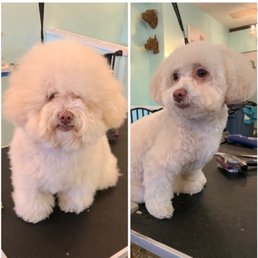 From Ewok to teddy bear