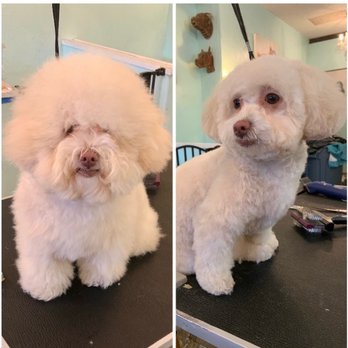 Urban Whiskers - From Ewok to teddy bear - Pet Services Near Me - San Diego, California