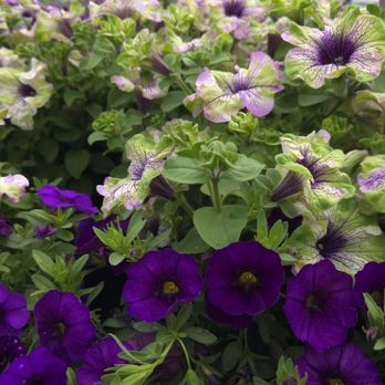 Fruitful Farm & Nursery - Nurseries & Gardening Near Me - Arlington, Washington Fruitful Farm & Nursery - Nurseries & Gardening Near Me - Arlington, Washington